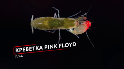 Креветка pink floyd