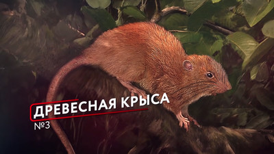 Древесная крыса