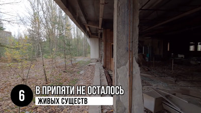 В Припяти не осталось живых существ