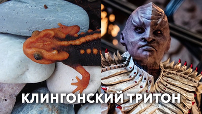 Клингонский Тритон