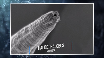 Halicephalobus Mephisto