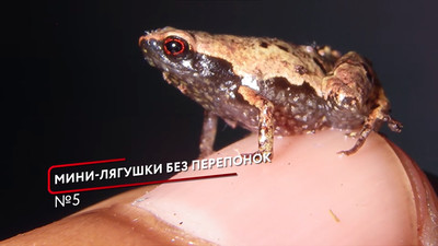 Мини лягушки без перепонок