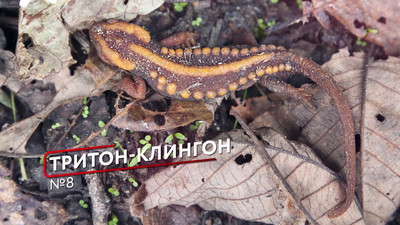 Тритон klingon